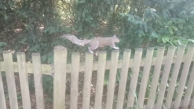 Лондон, парк Баттерси, Старый английский сад, белка (London, Battersea Park, Old English Garden)