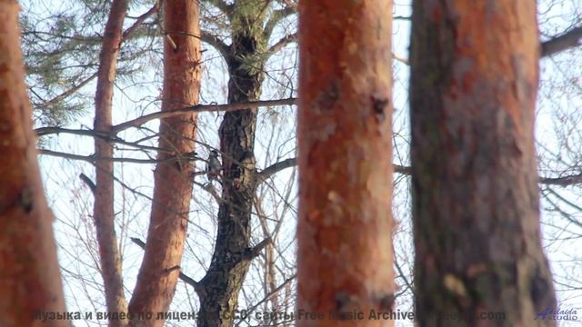 Путешествие, музыка и вы - что может быть лучше - Ambient 507050 -- Steve Combs -- Speaking in Spira