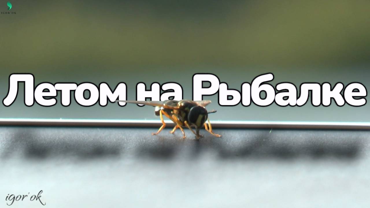Летом на Рыбалке.