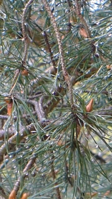 Wind, Rain, Pines and Cherry Trees - Relaxing Garden #asmr #shorts #rain #relaxing #sound #nature