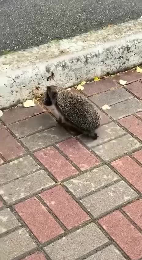 Ежики гуляют по Раменскому.