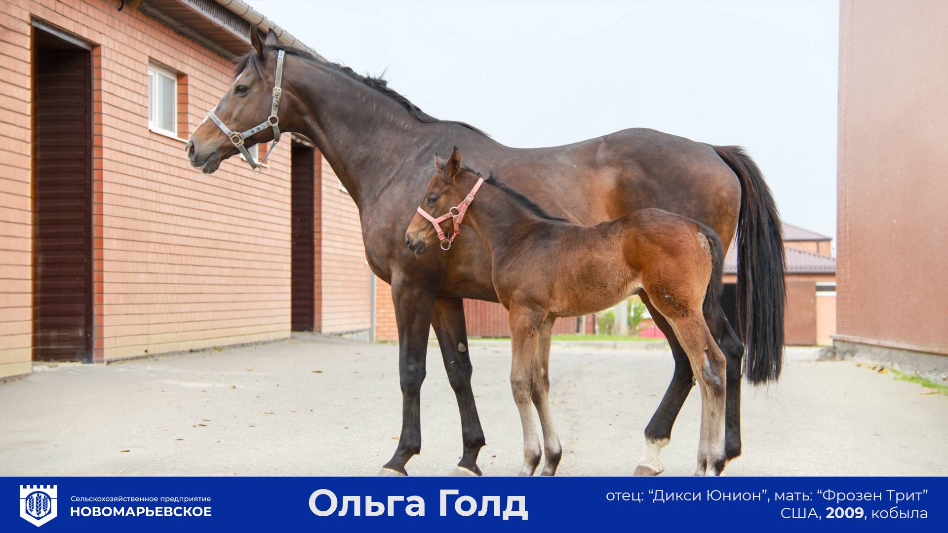 Продается элитная конематка с кровью легенды: Ольга Голд (Olga Gold)!