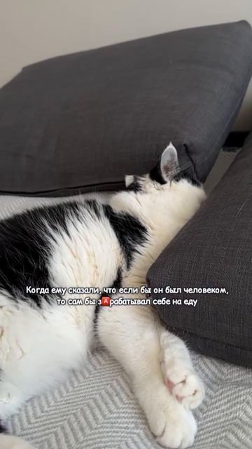 Не жизнь, а сказка #кот #котик #жизнь #жизнькота #юмор #сказка #котсимон