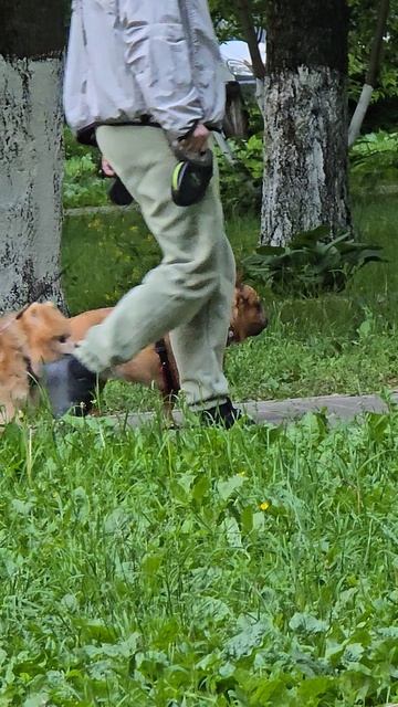 #собачки #reels #margo #short #shorts #dogvideo #dogsvideo #dog #dogs #doglife #shortsvideo #happy