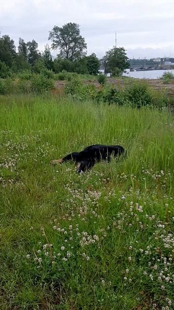 Разминка #прогулка #дрессировка #МэниГуля #босерон_питбуль