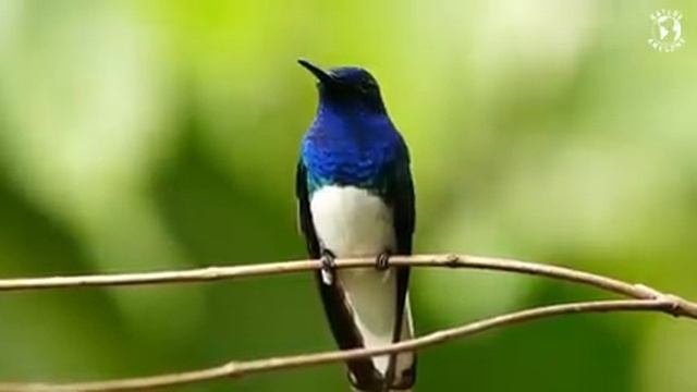 Самые красивые животные на планете: обзор удивительных созданий ч.63