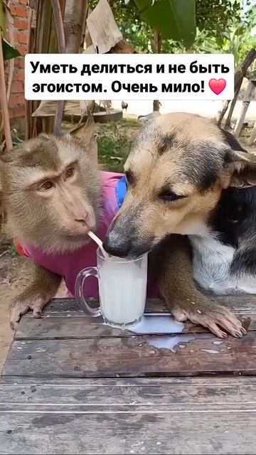 Милое видео о дружбе и умении делиться с друзьями 🐕🐒👍🥰