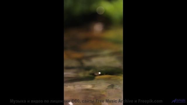 Кто оставил эту мелодию в глуши - Is It Nice To Meet Her -- Omura -- The Whales Bay