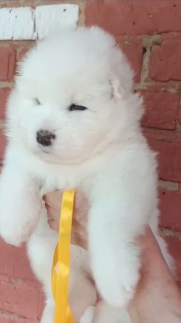 малышка 1 Лили и Милоша