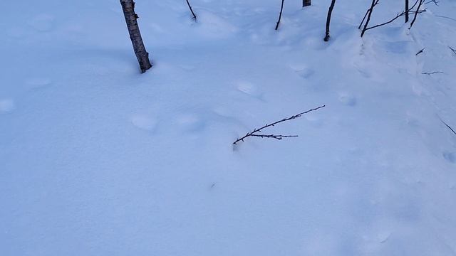 Шли шли и тропа пропала