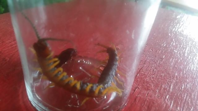 VID_20250618_191850.mp4