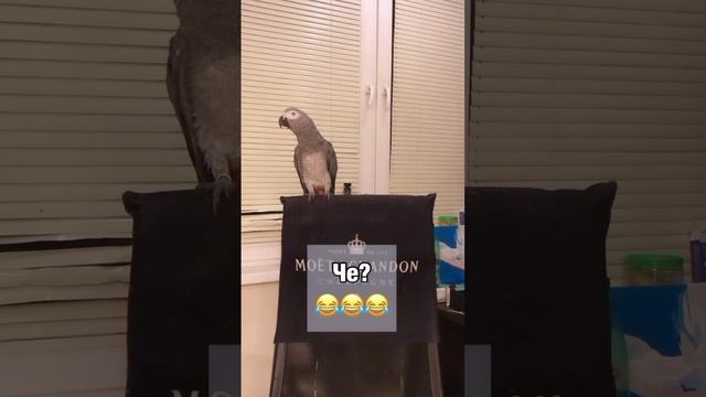 Валерик, Валерьянчик 🥰😁🦜