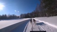 Гонки на собачьих упряжках.