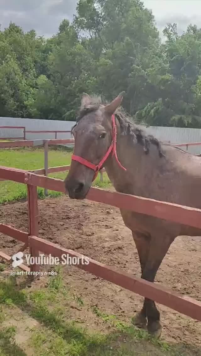 Лошади-красота и грация 🥰_корми и гладь 👍
