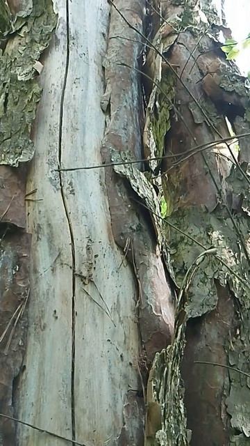 A Symphony of Nature: Forest Textures & Birdsong