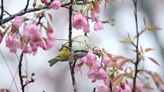 Самые красивые животные на планете: обзор удивительных созданий ч.33