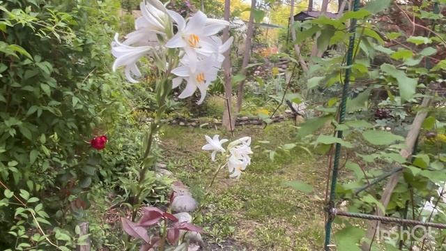 Влог..купили кукурузу//привезли нам рамы и что с ними делать мы думаем