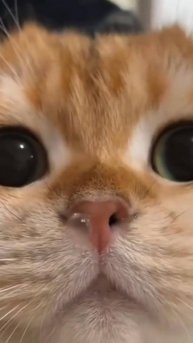 Отстань от Меня! 😾 Шестерёнка СБОЙ Дала! 😂 #cat #ОЗВУЧКА #юмор