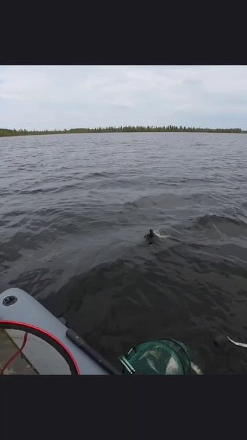 Дикая пелядь