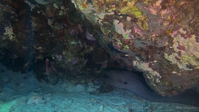 Встреча двух хищников в Красном море