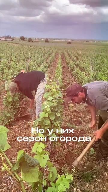 #юмор #отдых #огород #дача