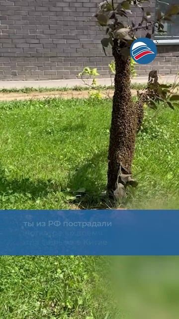 В Коммунарке огромный рой пчёл напугал местных жителей