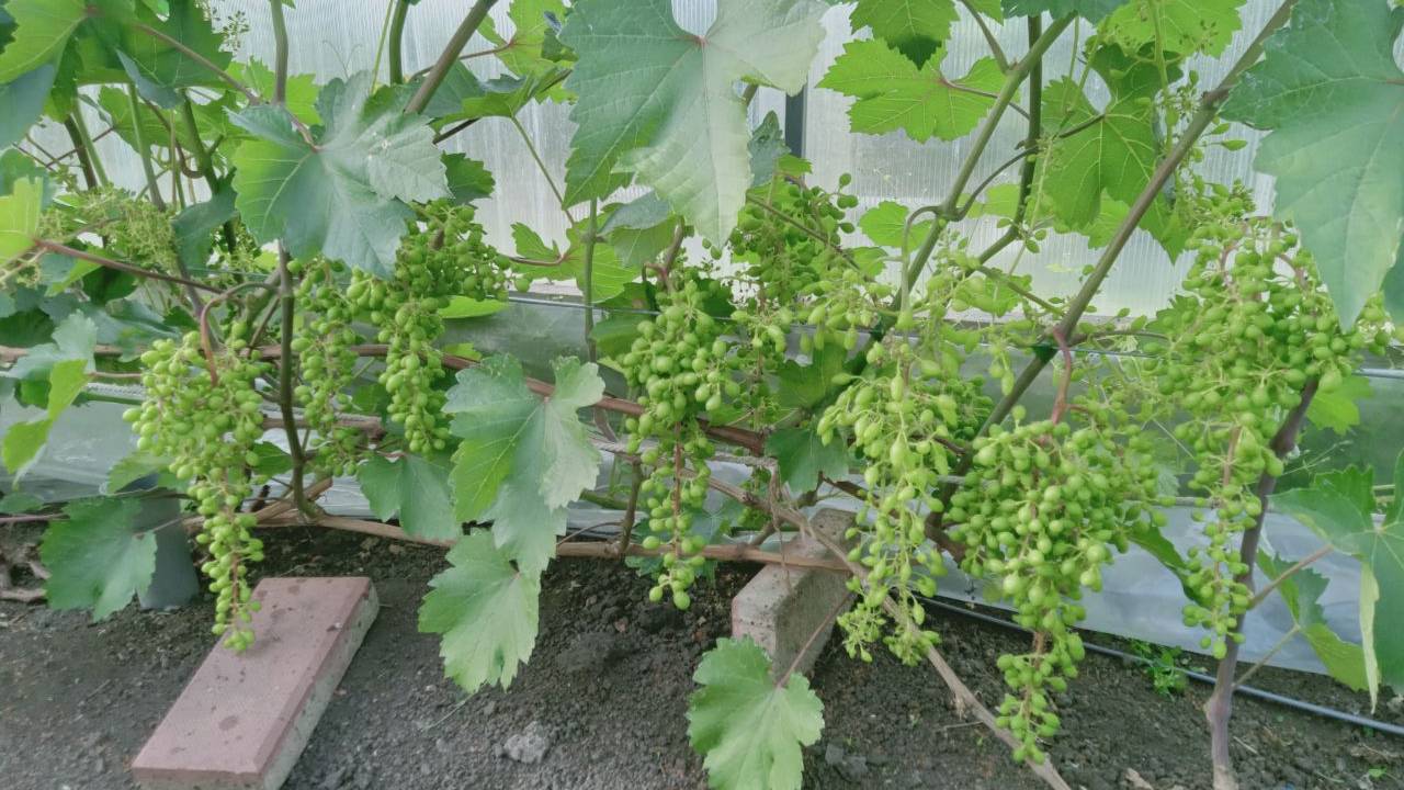 Нормируем нагрузку на виноградный куст.