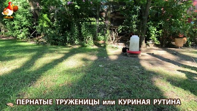 Куры несушки свободного выгула и их обычная куриная рутина – эпизод (463)
