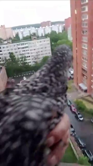 🐔В Дмитрове на Аверьянова местная жительница держит в квартире кур🐔