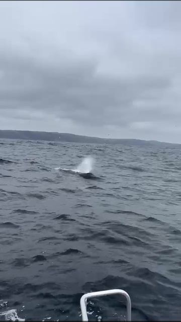 Териберка , Баренцево море. Киты 🐋💙