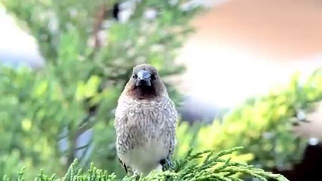 Самые красивые животные на планете: обзор удивительных созданий ч.60
