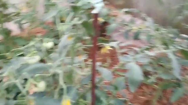 Будни егеря. Огурцы 🥒 в теплице.17.06.25