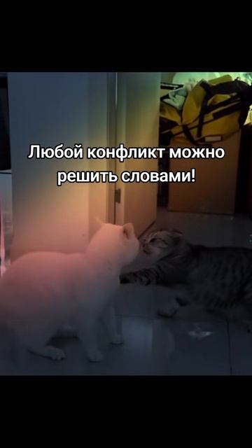 конфликт нудно решать словами
