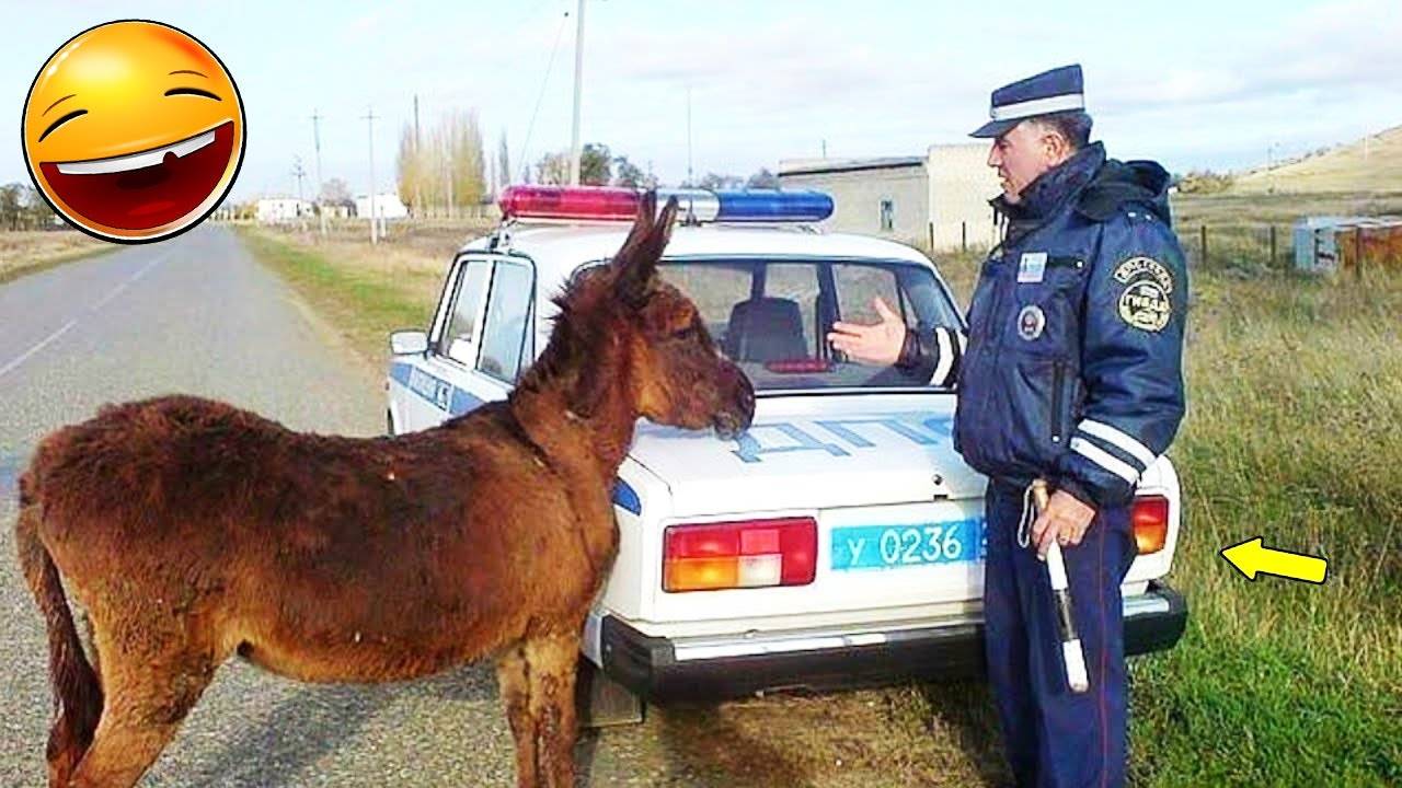 45 МИНУТ НЕВОЗМОЖНО 🤣 ОСТАНОВИТЬСЯ СМЕЯТЬСЯ САМЫЕ НЕЛЕПЫЕ И РЖАЧНЫЕ ПРИКОЛЫ 2025 УГАРНАЯ ПОДБОРКА