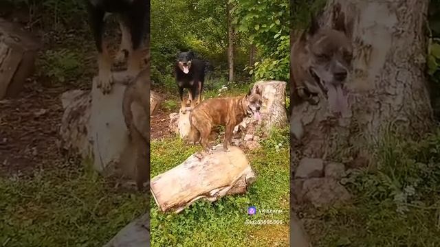 Тренировка #МэниГуля #босерон_питбуль #дрессировка #собаки