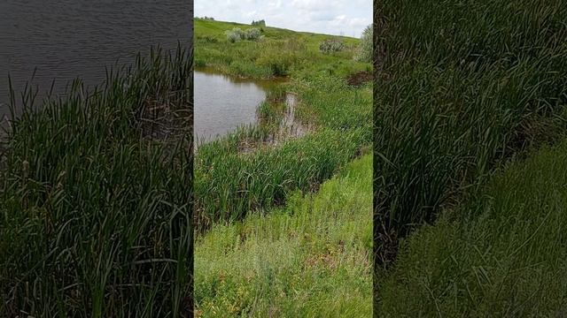 полный обзор номер  2  учхозовского пруда  другая сторона пруда карась с ладонь и карп