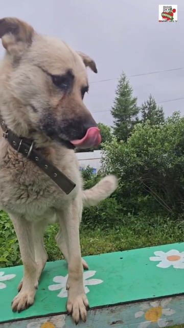Оо какая же ты неблизкая и неласковая 🌞🗻🐶❤️😼