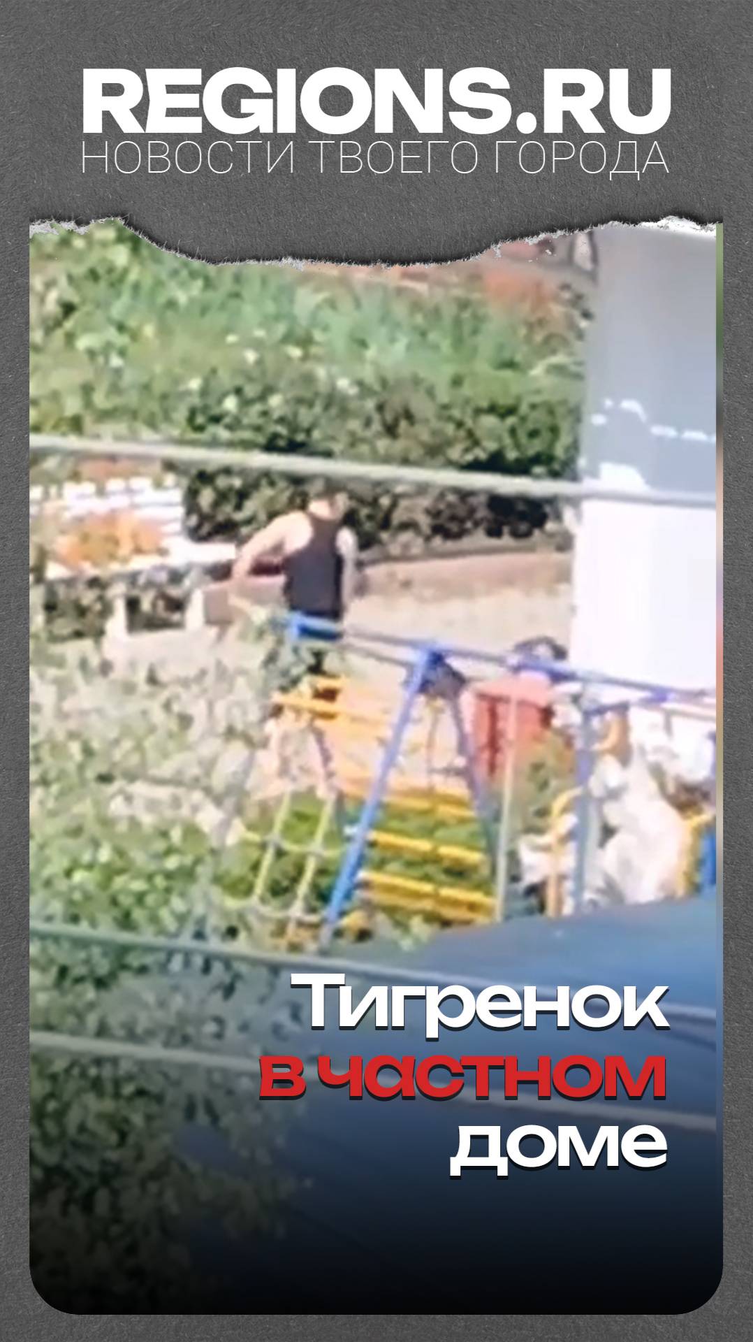 Тигренок в частном доме