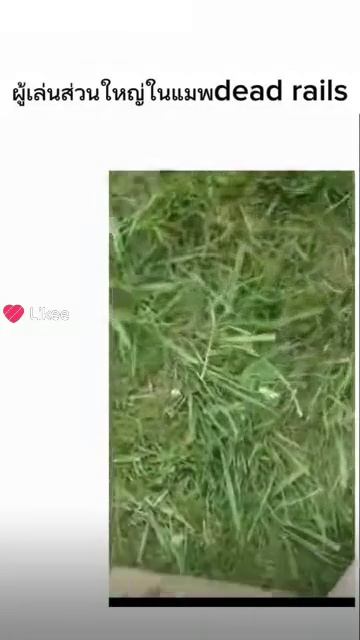 видео из likee