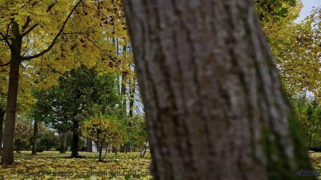Зажгите свечи, включите эту музыку - и пусть магия случится! - Salty -- Tadz -- Soul Symphonies Vol.