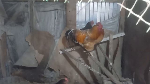 Змеи и крысы нам не товарищи.