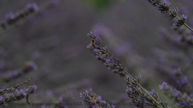 Вы не поверите, что это не компьютерная графика! - Ghosts -- HoliznaCC0 -- Lo-fi And Chill