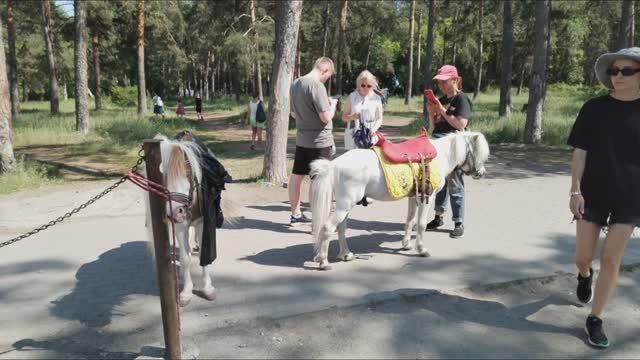 Катание на пони для детей.