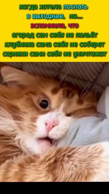 Летом вообще не до сна, согласитесь, граждане дачники, садоводы? #Гарденмарт_юмор