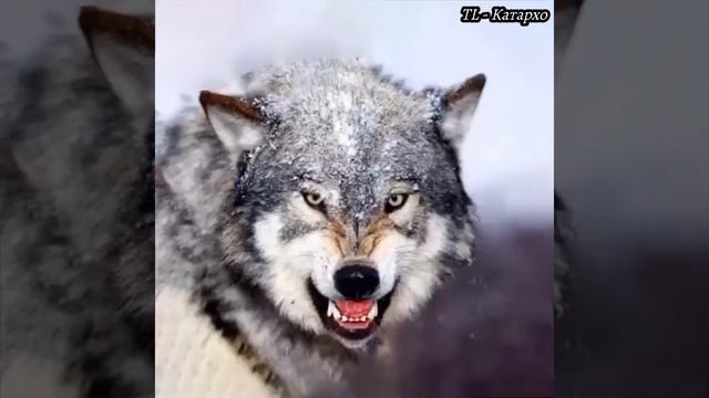 "Берзлой" (Волки)