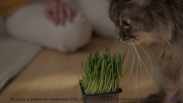 Пейзажи и ритмы вместе дарят личный восторг - April Showers -- HoliznaCC0 -- Spring at last (LOFI TA