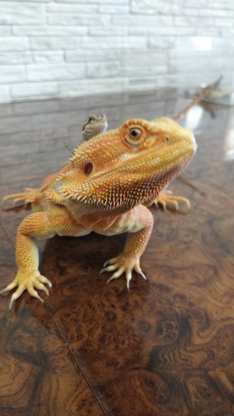 Роза с прицепом