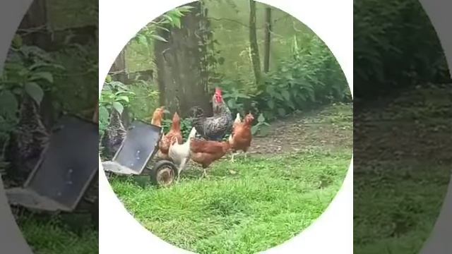 Первый раз в деревне