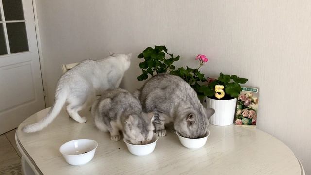 Котик Маню отмечает день рождения 5 лет!