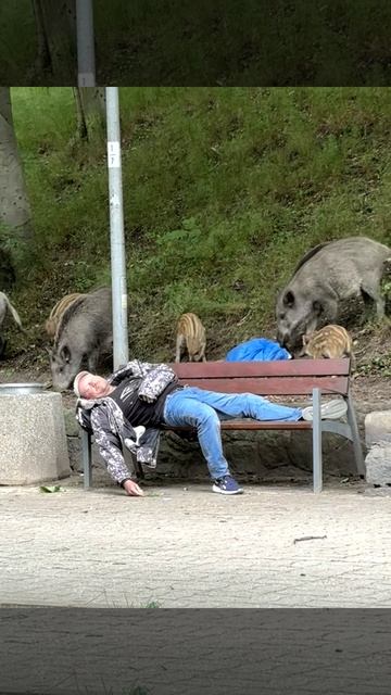 Голодные кабаны